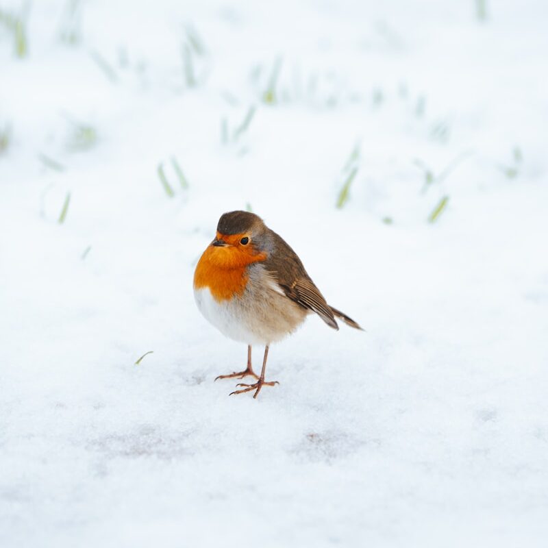 A small bird is standing in the snow